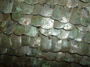 Lorica squamata